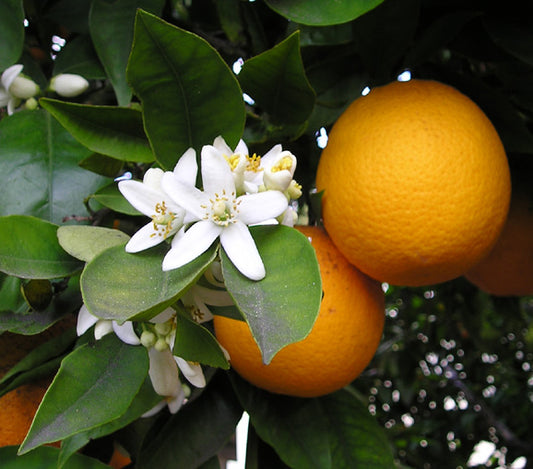 Citrus Essences