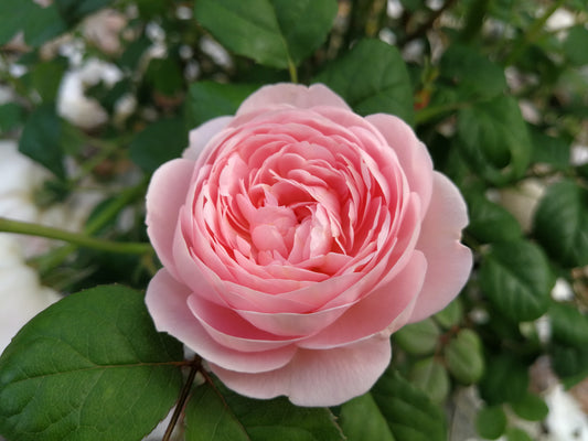 Floral Essences